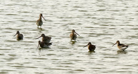 Barge à queue noire,Limosa limosa, Black tailed Godwit