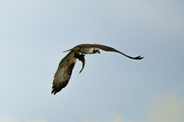Balbuzard pêcheur