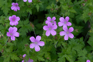 g&eacute;ranium sauvage