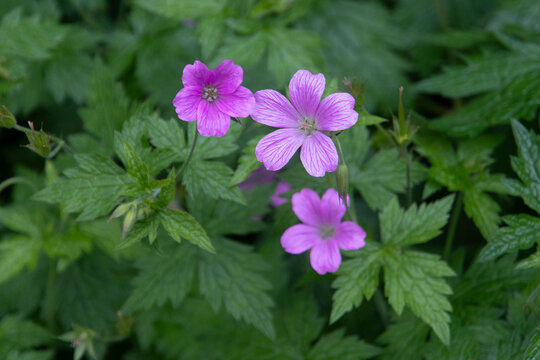 g&eacute;ranium sauvage