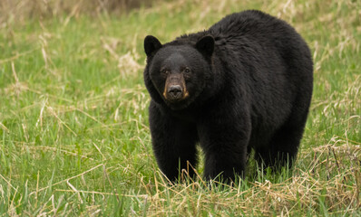 Fototapeta premium Schwarzbär