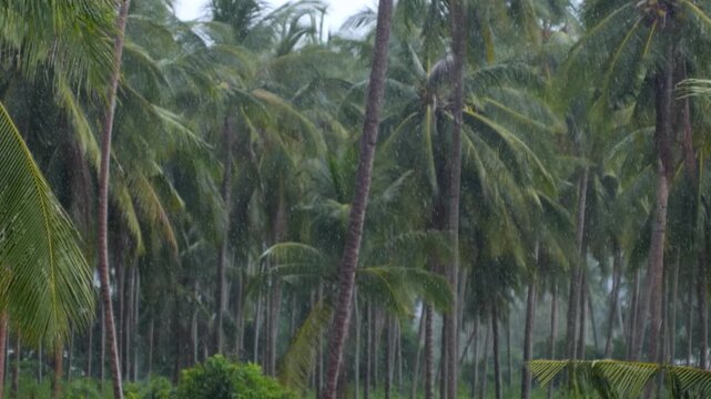Powerful gusts of wind and torrential rain lashing through a dense tropical jungle of coconut palm trees during a hurricane, illustrating the force of extreme weather and climate change