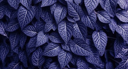 Vibrant purple leaves creating a lush, textured pattern against a dark background in a natural setting