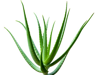 Fototapeta premium Aloe Vera Plant Isolated On White With Pure Clipping Path