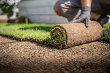 Gardening - Gardener laying sod for the new lawn. 	
Making a lawn from a roll. Man laying grass turf rolls for new garden lawn.