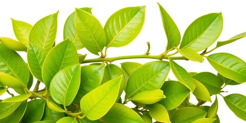 Vibrant green citrus leaves, freshly picked, isolated on pure white background,  closeup,  texture