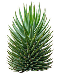 Fototapeta premium Full Aloe Vera Plant Isolated On Clean White Background
