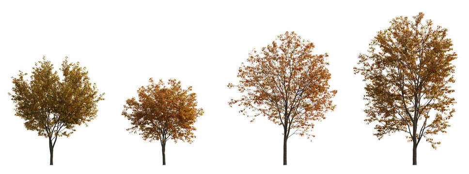 Acer tataricum Trees in Autumn Season with Yellow Red Orange Leaves, Isolated Deciduous Maple Trees on Transparent Background for Landscaping, Forest Design, Nature Visualization, 3D Rendering