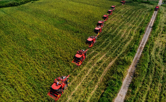 Red Combine Harvesters Working in Green Corn Field Aerial View