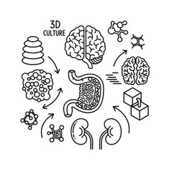 3d culture organoids and human anatomy for scientific research
