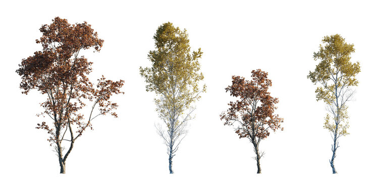 Trees Collection in Autumn &ndash; Maple (Acer) and Birch (Betula) Species with Red and Yellow Foliage, Transparent Background, High-Quality Isolated Seasonal Tree Pack