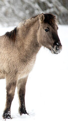 A young pony stands peacefully in a snowy landscape, surrounded by a winter wonderland. It captures the essence of joy and tranquility during the 2026 holiday season
