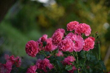 Rose bush blooming pink in summer bokeh garden. Pink roses flowers on bokeh garden background, roses background with space for text.