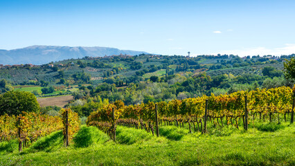 Sagrantino Vineyards and Montefalco Hill Town in Autumn, Umbria, Italy