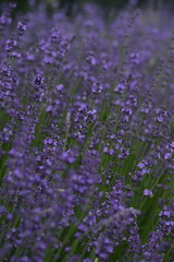 Naklejka premium Lavender blooming flowers closeup and sunny bokeh flowers background. Scene with lavendula flowers. Selective focus. Lavender background.