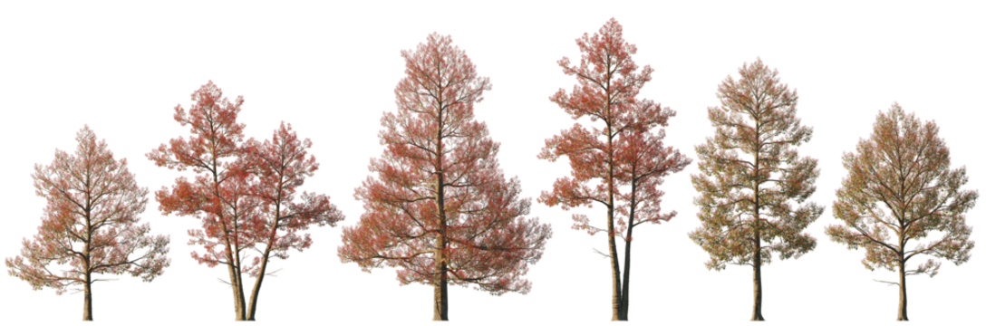 Brachychiton Acerifolius Flame Tree Collection – Australian Bottle Tree with Bright Red Autumn Foliage, Isolated on Transparent Background, Decorative Ornamental Tree Set