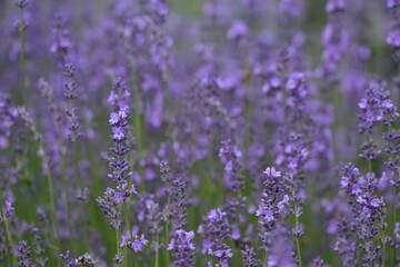 Obraz premium Lavender blooming flowers closeup and sunny bokeh flowers background. Scene with lavendula flowers. Selective focus. Lavender background.