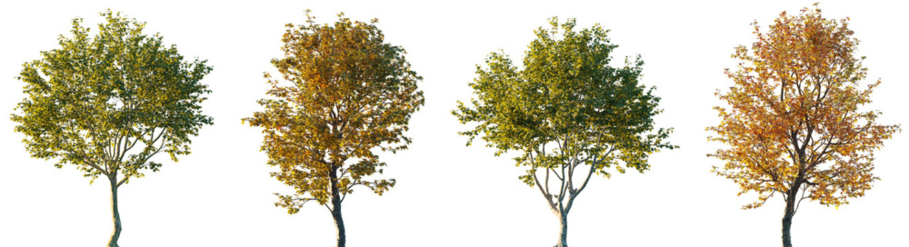 Set of four Platanus trees with green and autumn foliage isolated on transparent background, London plane and Oriental plane trees, deciduous seasonal tree collection for landscape design, cutout high