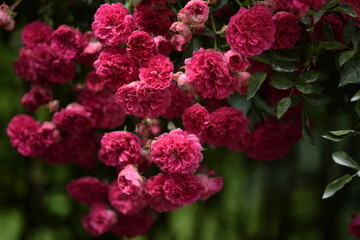 Pink roses on bokeh green background. Roses background, roses frame. Climbing roses in summer garden closeup. Selective focus.