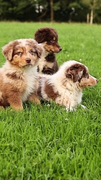 Three puppies are sitting on the grass