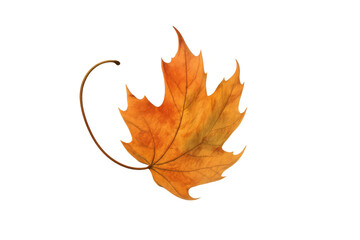 Golden maple leaf falling, symbolizing autumn season change, natural foliage element with transparent background
