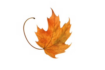Golden maple leaf falling, symbolizing autumn season change, natural foliage element with transparent background