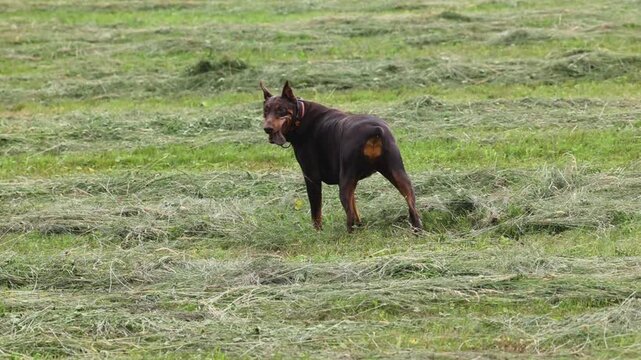 Doberman digging for mice in grassy field, searching through narrow cut grass rows with high hunting focus