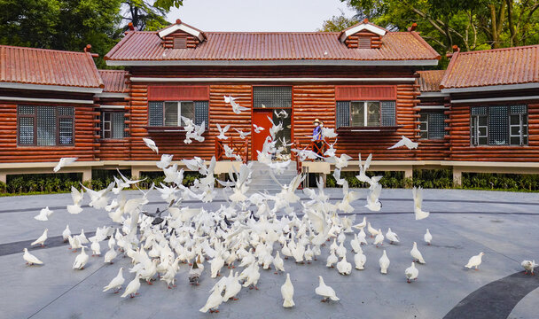 Feeding Pigeons in Asian Square with Traditional Red Wooden Architecture