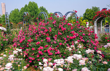 Blooming Rose Garden with Decorative Arches