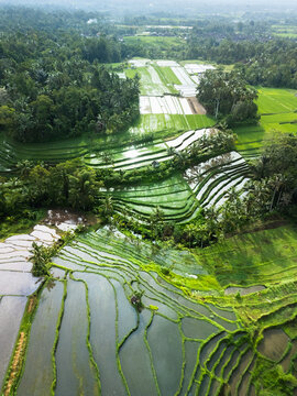 Fototapeta Shimmering Water-Filled Bali Rice Terraces In Lush Tropical Countryside