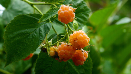 Ripe yellow raspberries on a bush in the garden. Growing berries, raspberries. Organic raspberries. Raspberries as a sweet natural vitamin dessert in a healthy diet.