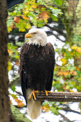 bald eagle surveying from tree perch, sharpeyed eagle resting amid autumn leaves and branches