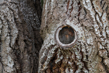 Obraz premium Wood Bark Texture Macro – Nature-Inspired Design Element