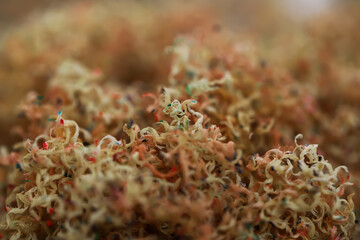 Abstract Close-Up of Colorful Textured Threads in Soft Focus