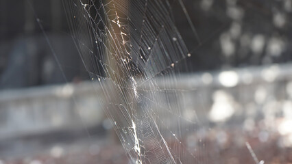 Sunrise Threads: A delicate, intricate spider web glistens in the warm morning light, its fine strands catching the sun's rays against a softly blurred background.