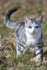 British Shorthair cat walking through grass in a close-up outdoor scene