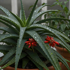Aloe vera with red flowers