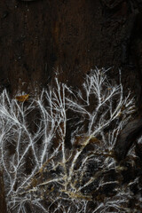 Intricate White Fungal Mycelium Spreading Across Dark Forest Tree Bark