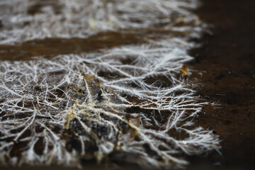Close-Up of Intricate White Fungus on Rich Brown Soil Surface in Nature