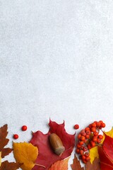 Сomposition with colorful autumn leaves scattered on grey background, warm autumnal mood