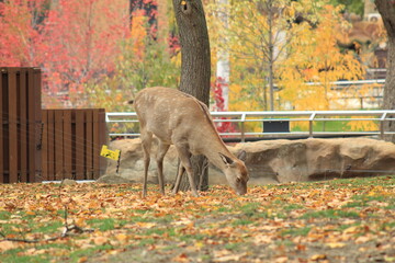 Deer in Fall Nature Autumn Wildlife Scene