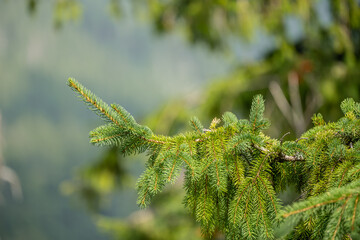 Spruce needles closeup. Buller background.