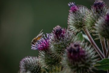 European bee collecting pollen on purple thistle. Bee on flower close up.