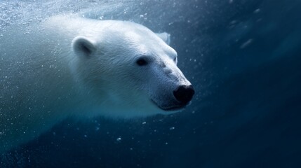 A majestic polar bear swims gracefully through clear blue waters. Its white fur glistens in the light. This stunning underwater shot captures the beauty of wildlife. Perfect for nature lovers. AI