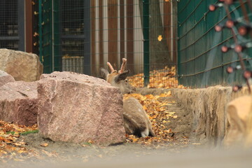 Autumn Deer in Natural Wildlife Habitat