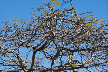 A network of twisted, leaf-sparse tree branches stretches across a clear blue sky, showcasing intricate natural patterns and textures