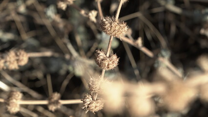 The Spiny Silhouette of Mature Horehound Seed Heads Standing Tall in a Sun-baked Field, a Common and Hardy Medicinal Herb in Arid Environments.