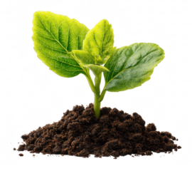 Fresh plant sprout with two leaves growing in soil, isolated on transparent background, growth and sustainability concept
