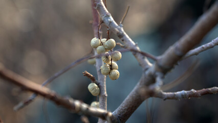 The Waxy White Fruits of the Invasive Popcorn Tree Against a Softly Blurred Background, Highlighting the Textural Details