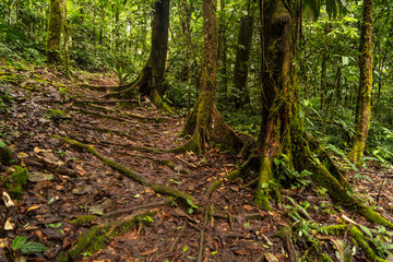 Obraz premium Forest and nature, a flash of light in the jungle